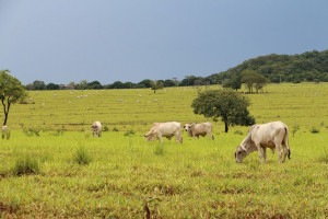 Uprawa soi na pastwiskach może zapobiec wylesianiu Brazylii