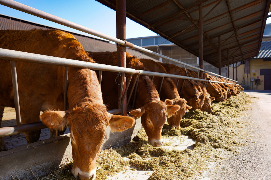 Wdrażany Zielony Ład będzie wspierać promocję mięsa produkowanego metodami zrównoważonymi i niskoemisyjnymi. fot.Pixabay