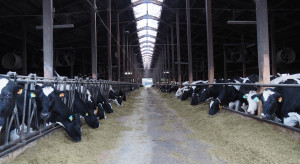 Produkcja mleka ekologicznego na dużą skalę - relacja z niemieckiego gospodarstwa