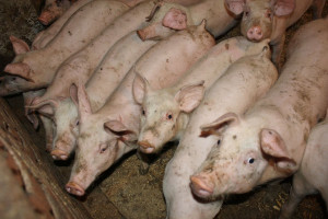 Koniec akcji w zawalonej chlewni. Zginęło 50 świń, ponad 650 ocalonych