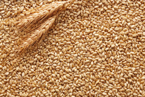 Co z cenami zbóż, gdy na rynku panuje zastój i brak popytu?