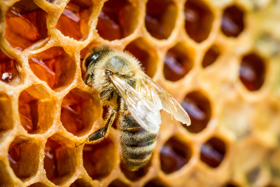 Pszczelarze mają czas do 25 sierpnia, fot. shutterstock