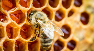 Czym karmimy pszczoły na zimę? Jaki pokarm jest najlepszy?