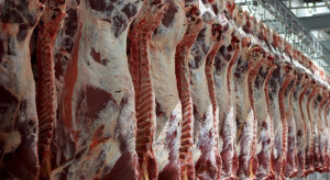 Australia: eksport wołowiny historycznie niski
