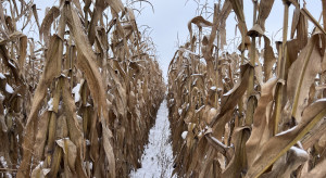 Omłot kukurydzy w zimie. Na co zwracać uwagę?