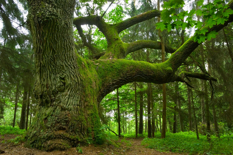 Z analiz wynika, że stare drzewa lepiej rosną mimo suszy niż młodsze, dlatego mogą skuteczniej sprostać obecnym zmianom klimatu, fot. Shutterstock