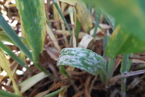 Nawożenie azotowe i ochrona grzybobójcza – dwa fundamenty wpływające na plonowanie upraw. Innowacje budujące zysk