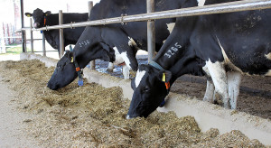 Makroelementy w suplementacji mineralno-witaminowej bydła mlecznego: potas