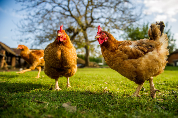 Krajowy program zwalczania salmonelli w stadach kur przedłużony do 2025 r.