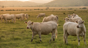 Płatność dobrostanowa do krów mamek. Odpowiedź MRiRW