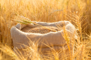 Na co będzie patrzył rynek zbóż i roślin oleistych w 2023 r.?