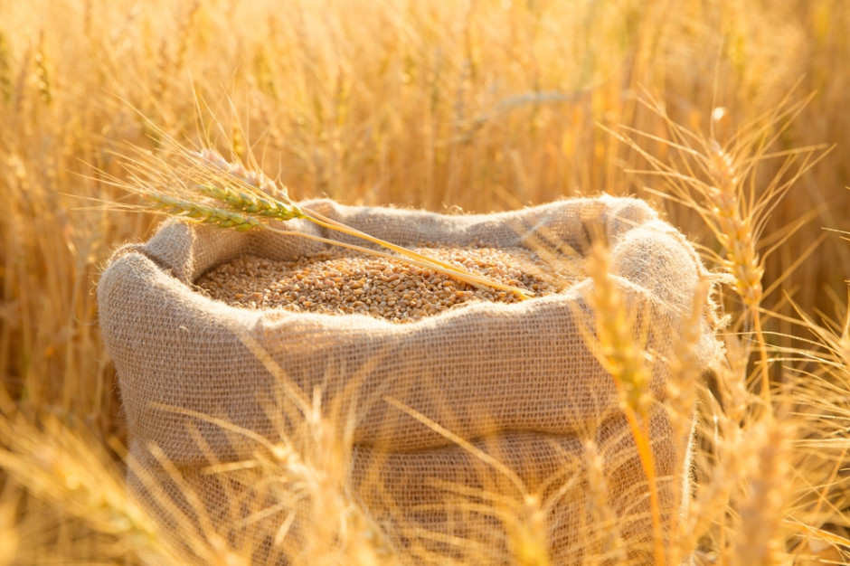 Cena pszenicy na MATIF spadła przez tydzień o 1,4 proc., fot. Shuttrerstock