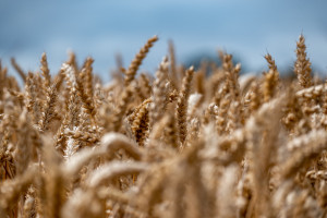 Jakie ceny zbóż na początku 2023 r.? Rzepak delikatnie podrożał