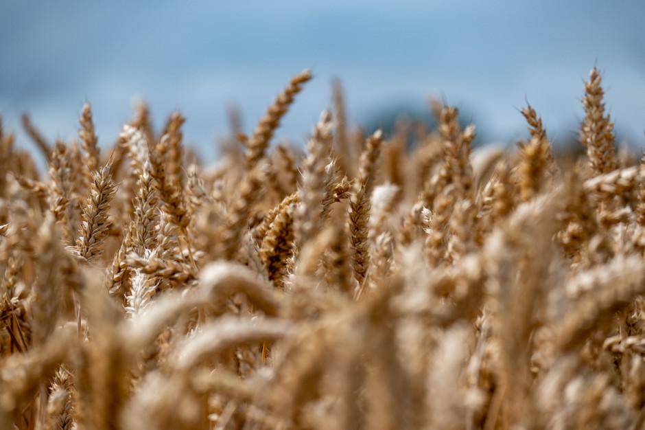 Po ile pszenica w 2023 r. fot. Pixabay