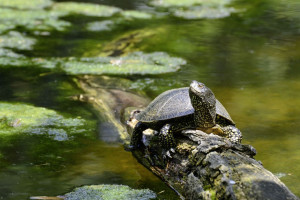 W Wielkopolsce powstał nowy rezerwat przyrody chroniący żółwie błotne