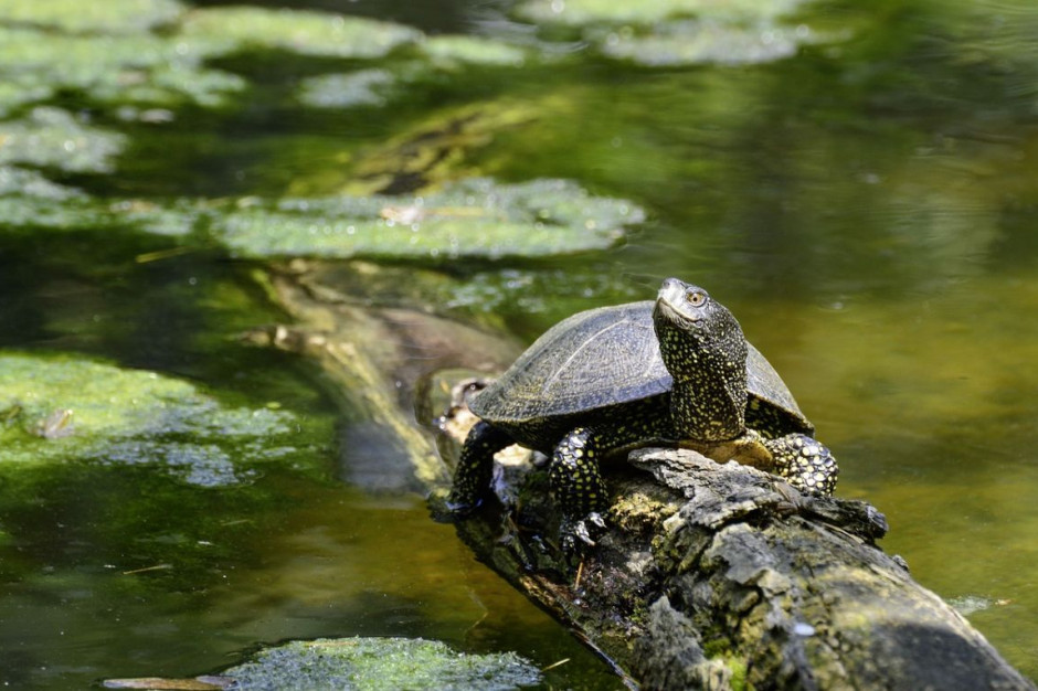 Rezerwat ma chronić stanowisko populacji żółwi błotnych, czyli jedynego naturalnie występującego w Polsce gatunku żółwi, fot. pixabay/onkelramirez1