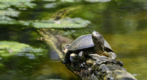 W Wielkopolsce powstał nowy rezerwat przyrody chroniący żółwie błotne