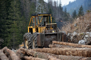 Kanada oskarżana o przedkładanie handlu drewnem ponad globalne środowisko