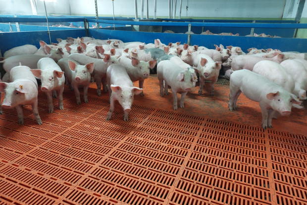 Agri Plus musi zapłacić 68 mln zł kary za nieuczciwe zachowanie wobec hodowców świń