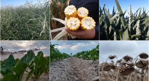 Praktyczne porady na temat uprawy rzepaku, kukurydzy, zbóż, ziemniaków, buraków i słonecznika