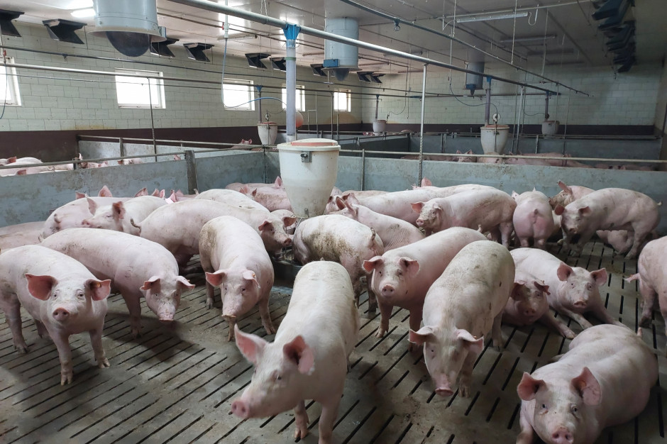 ARiMR udziela nieoprocentowanych pożyczek na spłatę zobowiązań cywilnoprawnych dla producentów świń z obszarów ASF, fot. Iwona Dyba / farmer.pl