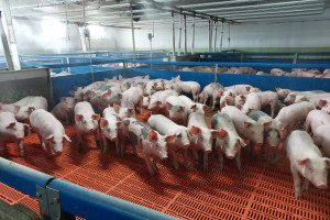 Od 18 stycznia rusza nabór wniosków o wsparcie dla producentów świń. Do wzięcia nawet 70 tys. zł dopłaty!