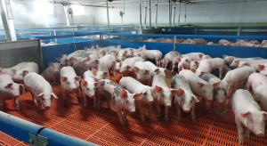 Od 18 stycznia rusza nabór wniosków o wsparcie dla producentów świń. Do wzięcia nawet 70 tys. zł dopłaty!