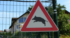 Włochy: rząd zezwolił na polowanie na dziki w miastach
