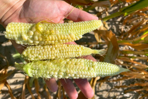 Liczba FAO a plon kukurydzy