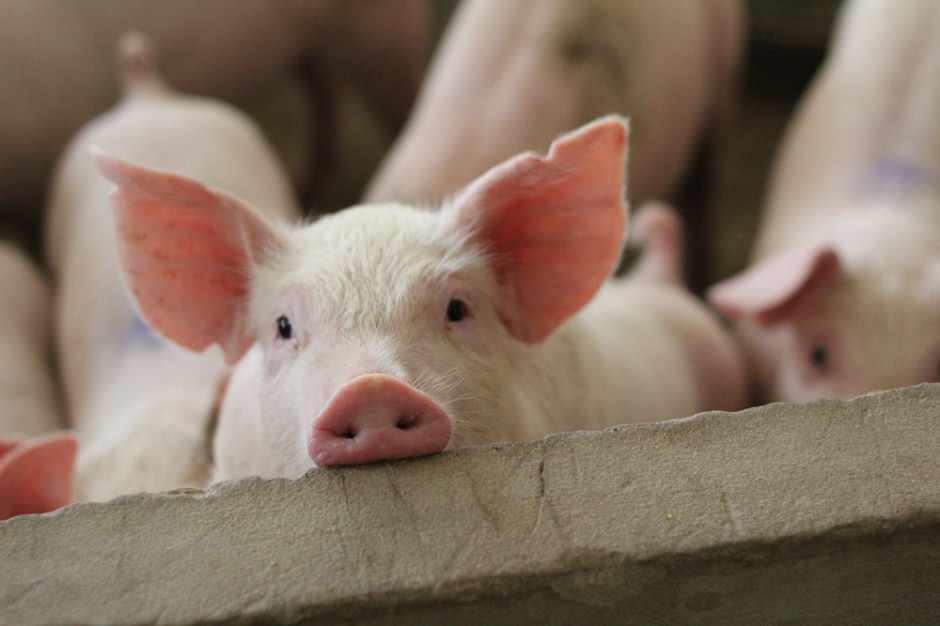 Pogłowie świń w wielu europejskich krajach spada, przez co ceny żywca windowane są w górę Fot.Shutterstock