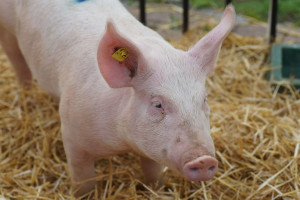 Oferowana pomoc dla producentów świń dyskryminuje młodych rolników