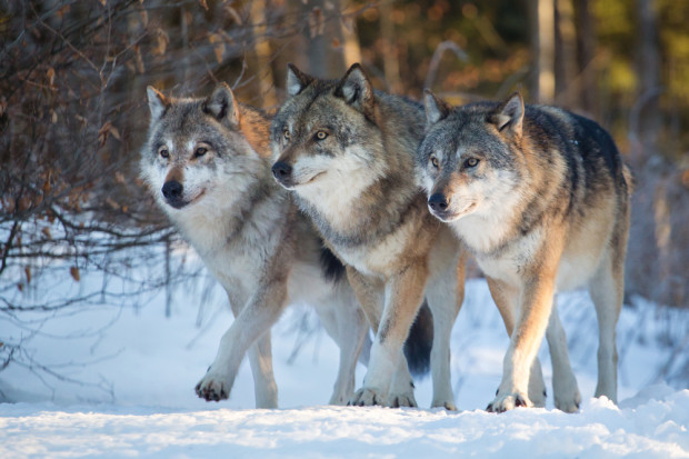 Szwajcaria zmienia podejście do ochrony wilków. Będą odstrzały prewencyjne