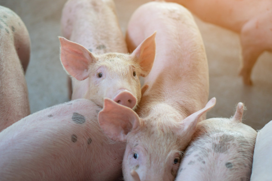 W 3 zakładach  uboju świń należących do firmy Vion ii pracownicy podjęli strajki ostrzegawcze; Fot. Shutterstock