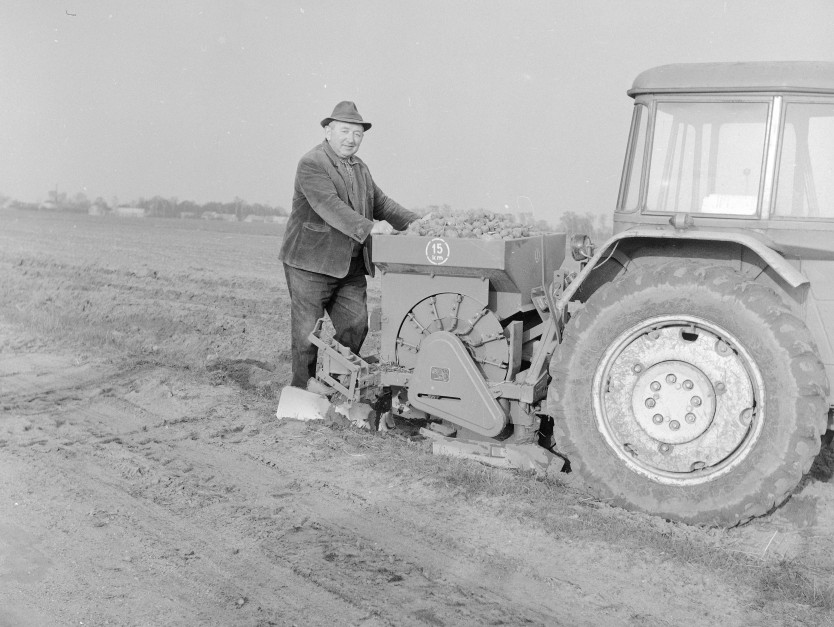 W 1974 roku ziemniaki sprzedawało się za 1400 zł/t, fot. Narodowe Archiwum Cyfrowe