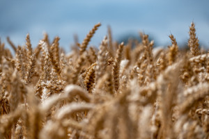 Kto zarobił na imporcie zbóż i rzepaku z Ukrainy?