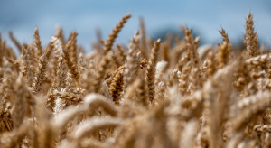 Kto zarobił na imporcie zbóż i rzepaku z Ukrainy?