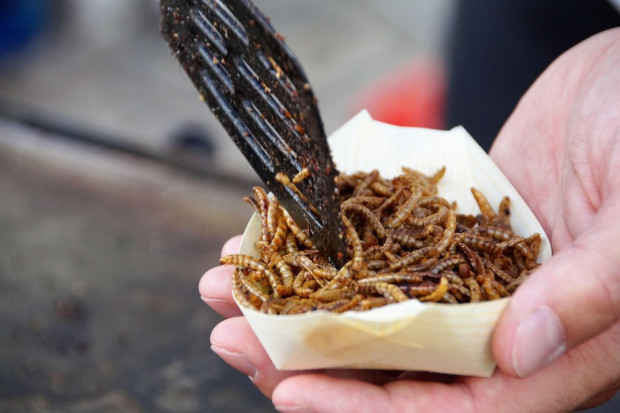 Nowy smakołyk na unijnym rynku: larwy w różnej postaci