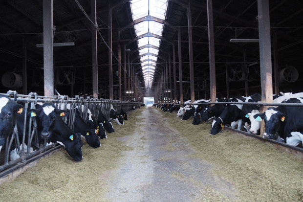 Döbelt: W ciągu ostatnich dwudziestu lat zapotrzebowanie na mleko ekologiczne wzrosło 10-krotnie, fot. A. Troska Przejście z konwencjonalnej produkcji mleka na ekologiczną. Dlaczego?