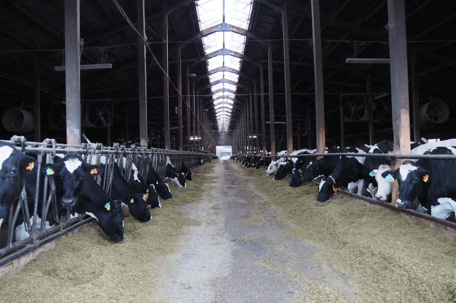 Döbelt: W ciągu ostatnich dwudziestu lat zapotrzebowanie na mleko ekologiczne wzrosło 10-krotnie, fot. A. Troska