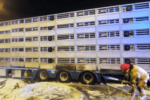 Płonęła ciężarówka wioząca 700 warchlaków
