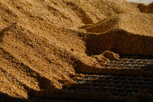 Mieszane notowania zbóż na światowych giełdach