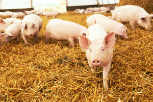 Pogłowie świń w Austrii spada. W niektórych krajach jest jednak znacznie gorzej