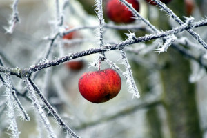 Cięcie jabłoni w zimie. Kiedy i jak przycinać drzewka owocowe?