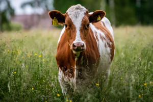 Jak oceniane są ekoschematy przez hodowców bydła?