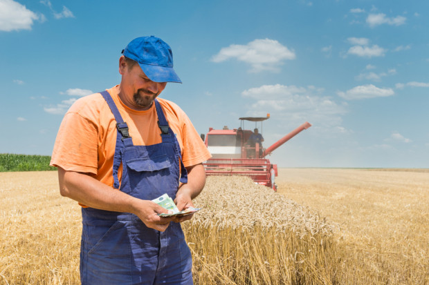 Jaka opłacalność uprawy pszenicy, rzepaku i buraka? Dokładne wyliczenia WIR