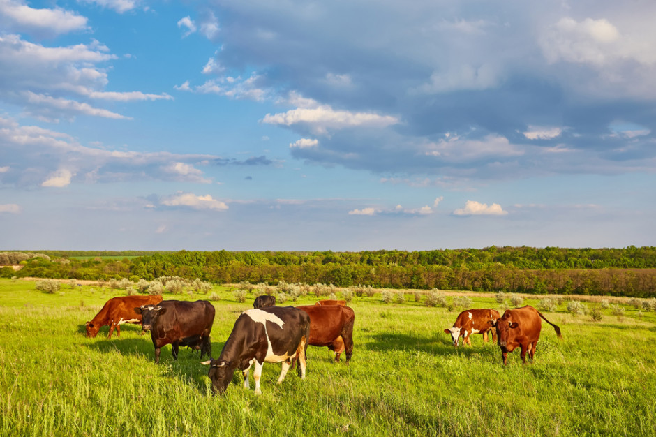 W ciągu 30 lat  liczba gospodarstw mlecznych spadłą o 93 proc.; Fot. Shutterstock