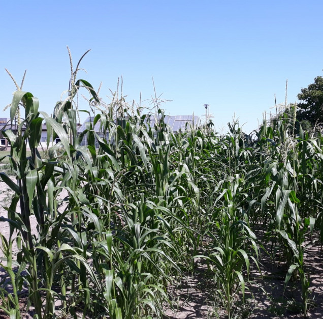 Plantacja kukurydzy Hopi w fazie wiechowania Fot. Sudak