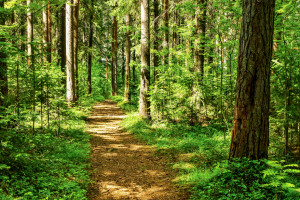 Kuźmiuk: Zarządzanie lasami powinno odbywać się na poziomie krajowym, a nie unijnym