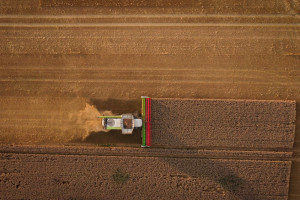 USDA: Wzrost prognozy światowej produkcji pszenicy, spadek zbóż paszowych