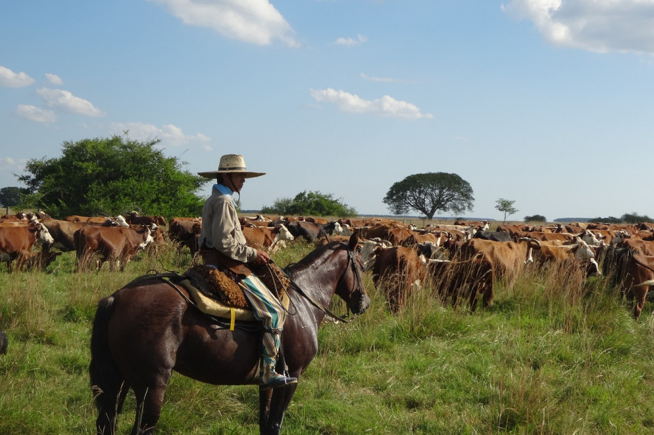 Trwająca już 3 lata susza w Argentynie zagraża połowie populacji bydła, fot. pixabay.com